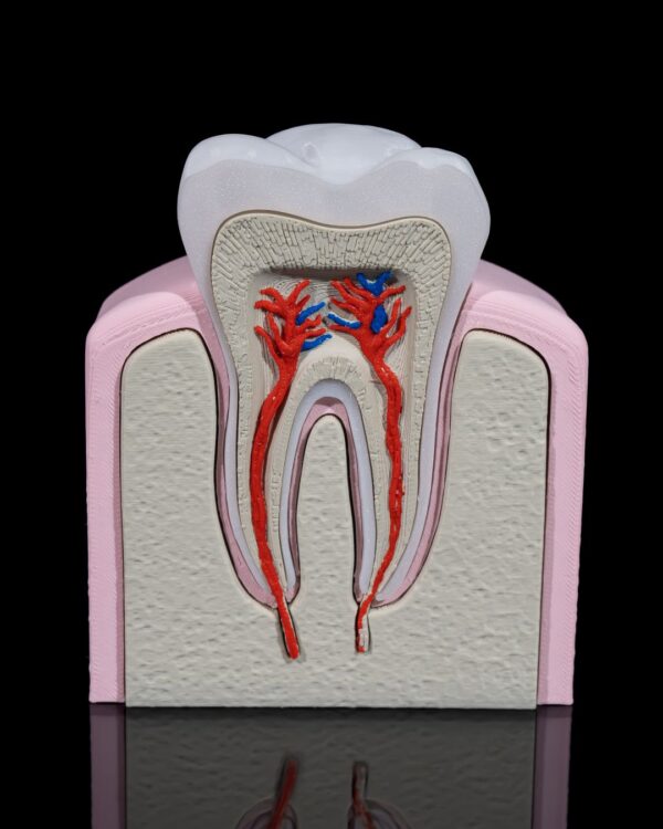 Premolar Tooth Model