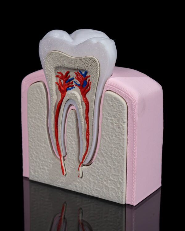 Premolar Tooth Model - Image 5