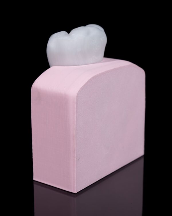 Premolar Tooth Model - Image 4