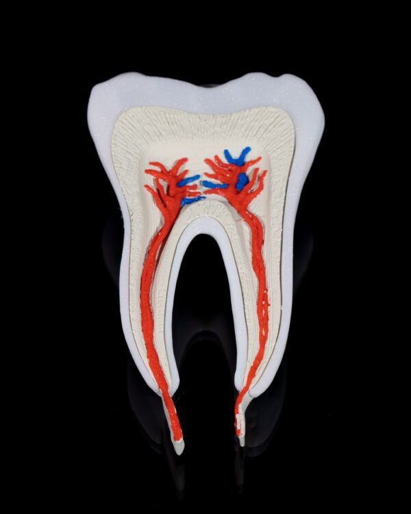 Premolar Tooth Model - Image 3