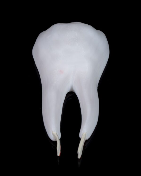 Premolar Tooth Model - Image 2