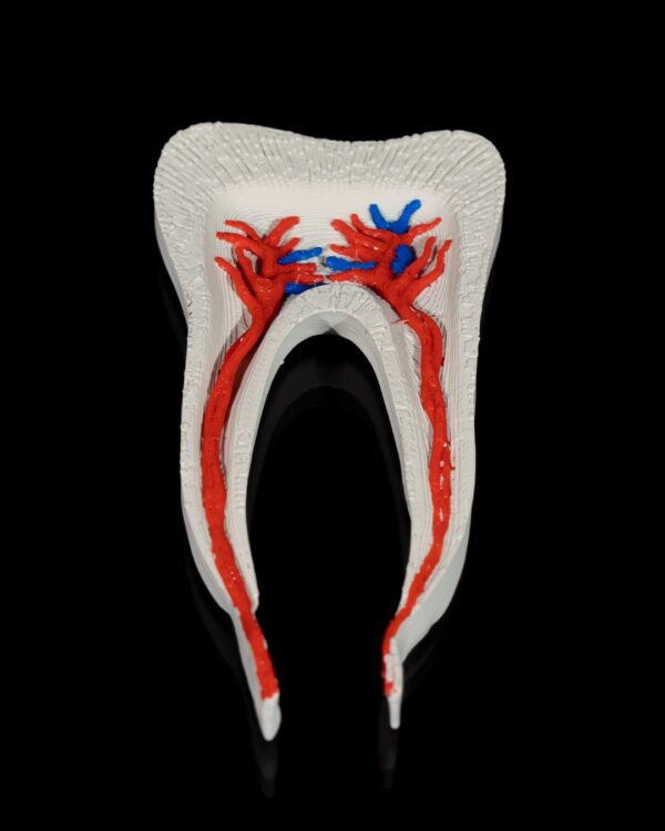Premolar Tooth Model - Image 7