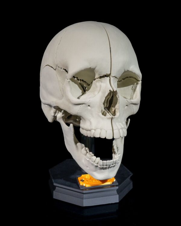 Adult Skull Model - Image 7