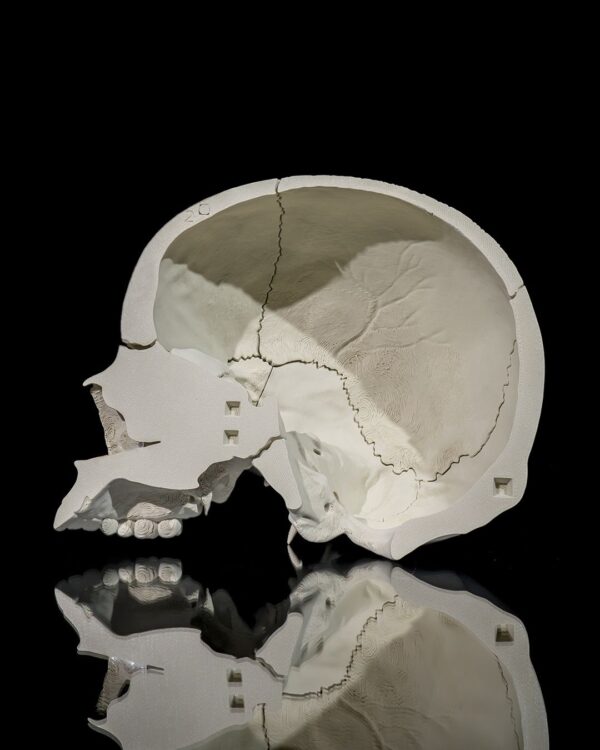 Adult Skull Model - Image 6
