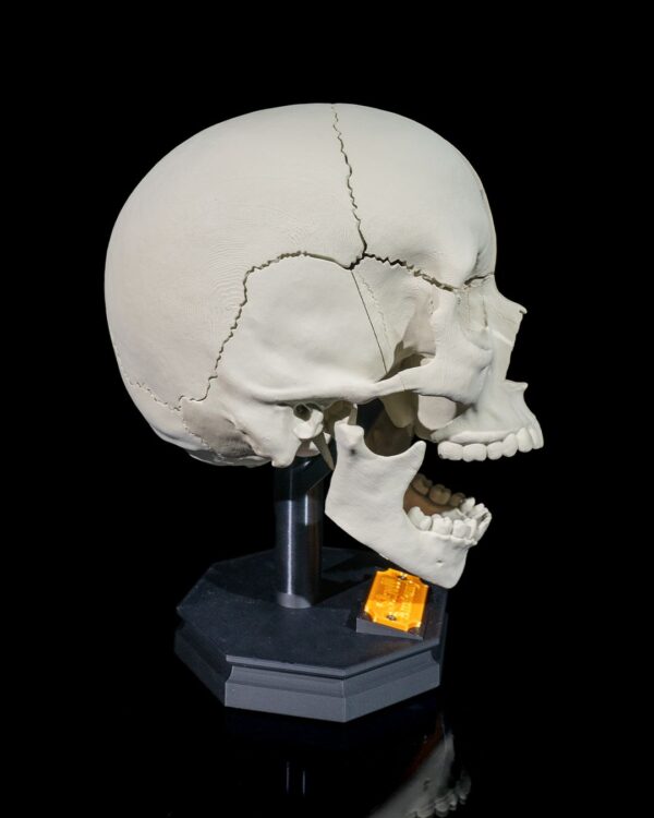Adult Skull Model - Image 5