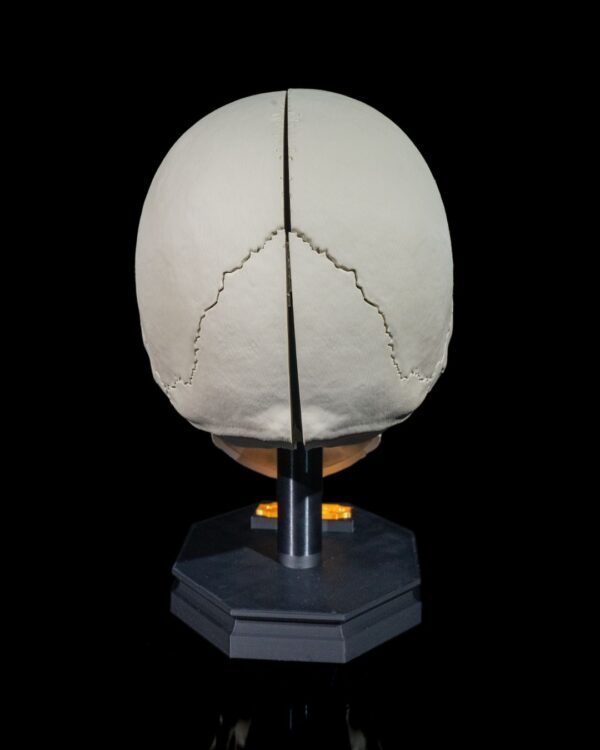 Adult Skull Model - Image 4