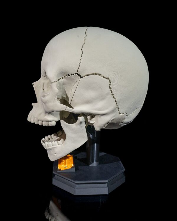 Human Skull Model