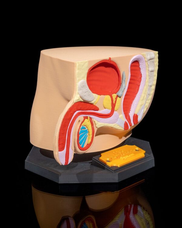 Male Reproductive System Model - Image 2