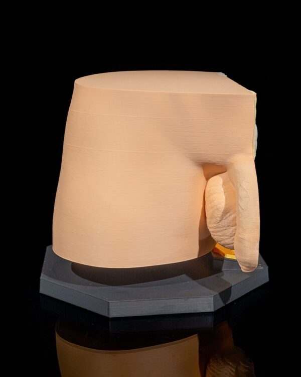 Male Reproductive System Model - Image 3