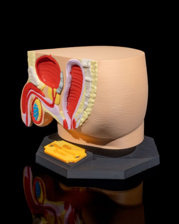 Male Reproductive System Model - Image 5