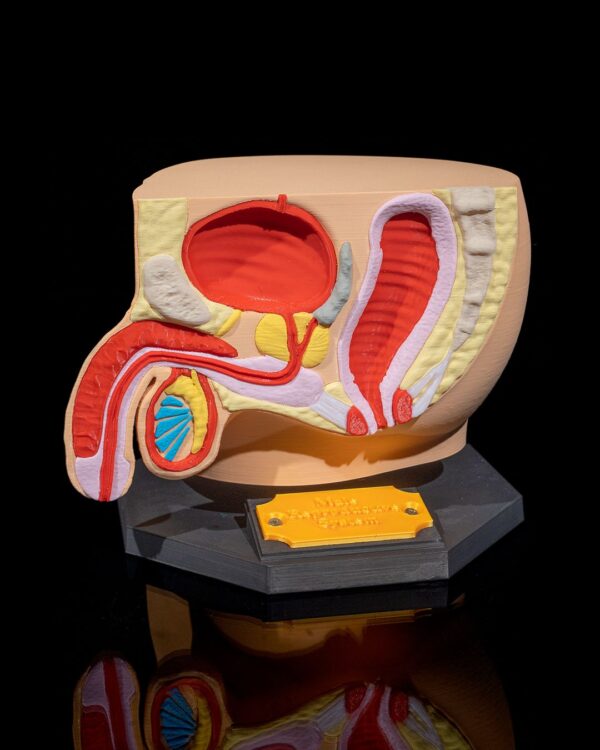 Male Reproductive System Model - Image 6
