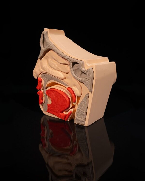 Nose & Sinus Model - Image 6