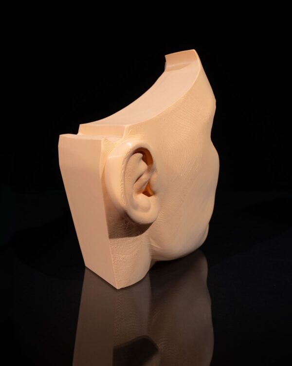 Nose & Sinus Model - Image 4