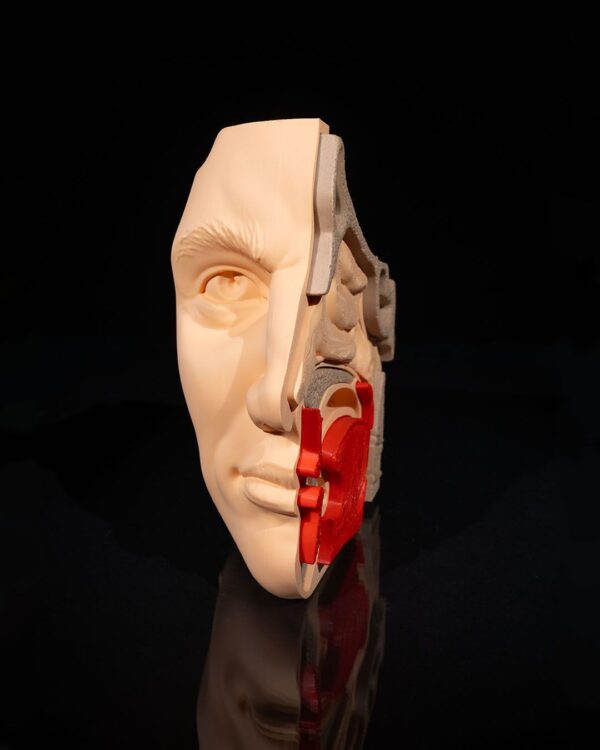 Nose & Sinus Model - Image 2