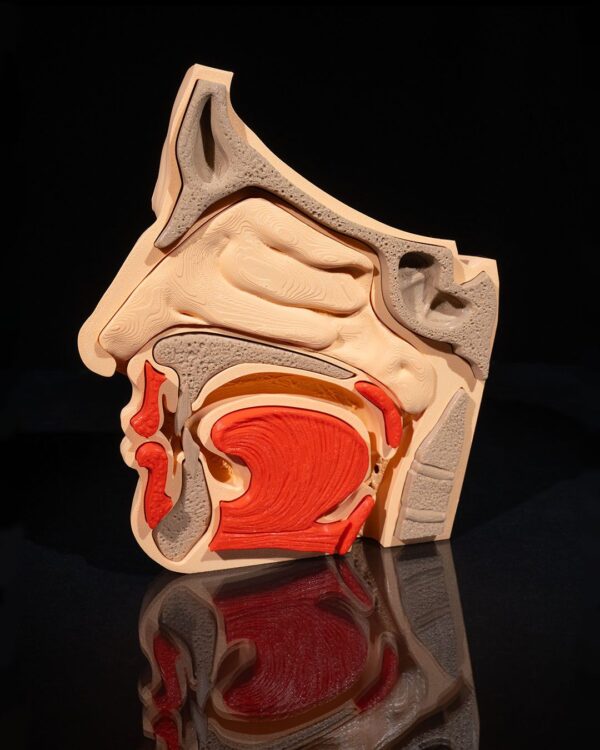 Nose & Sinus Model
