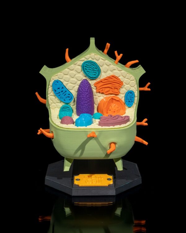 3D Plant Cell Model