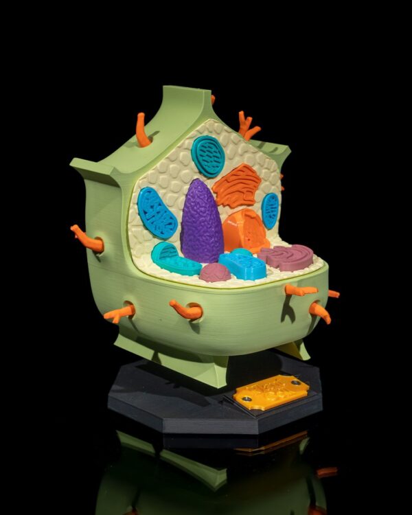 Plant Cell Model - Image 3