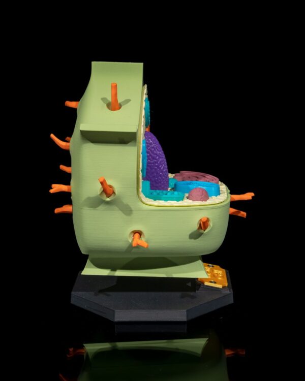 Plant Cell Model - Image 4