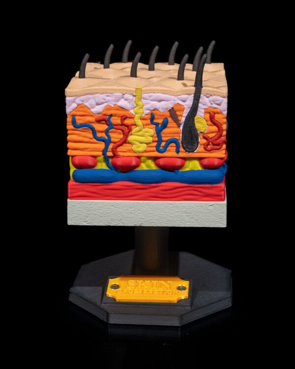 3D Skin Cross Section Model