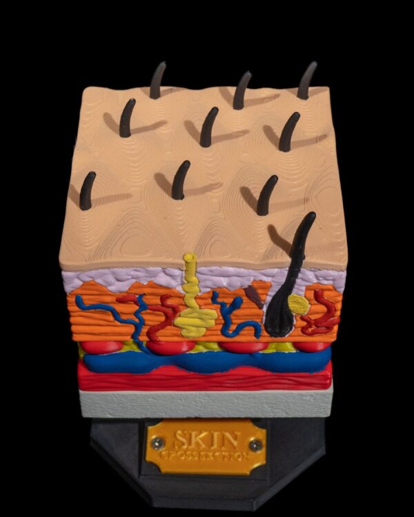 Skin Model - Image 2