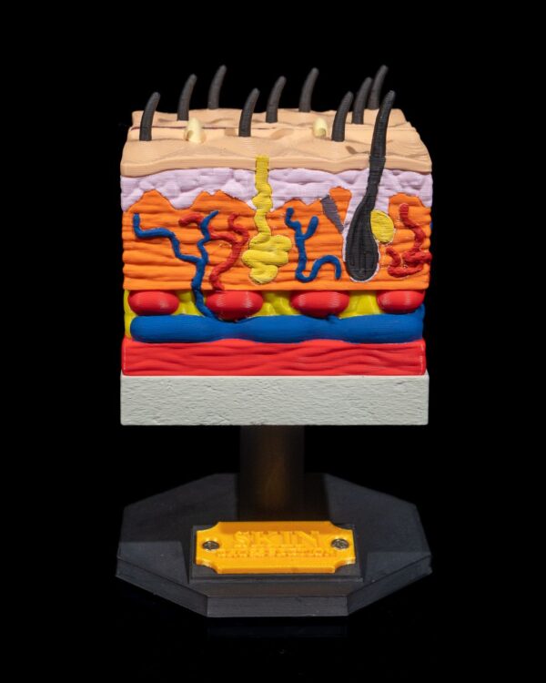 Skin Model - Image 3