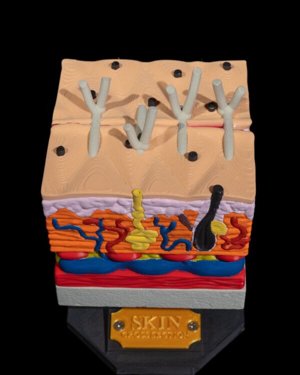 Skin Model - Image 4