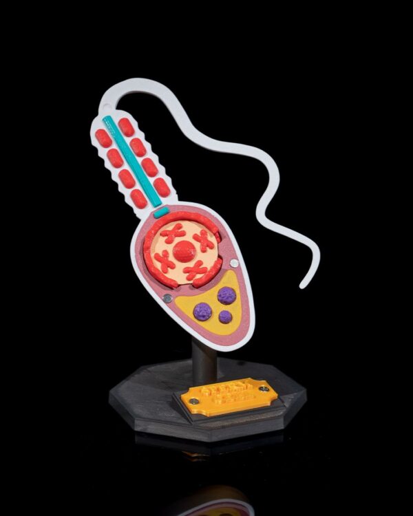3D Model Sperm Cell