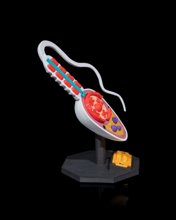 Sperm Cell Model - Image 3