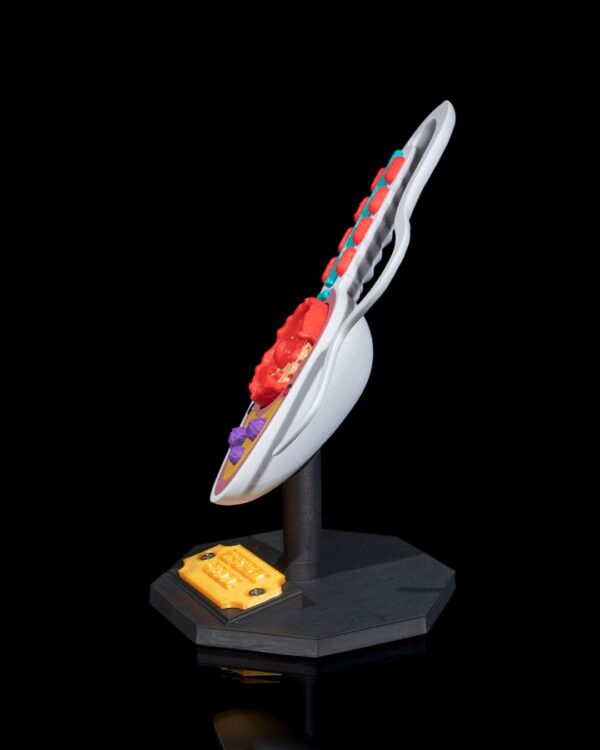 Sperm Cell Model - Image 4