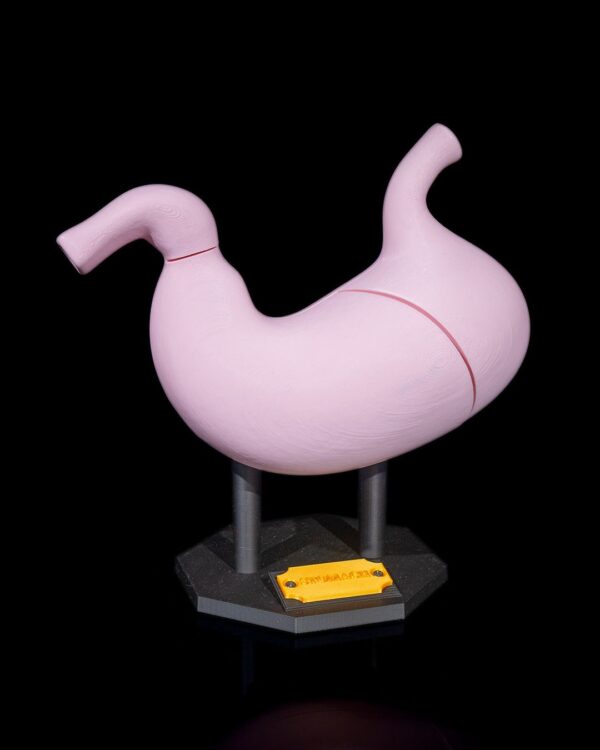 Stomach Anatomical Model - Image 7