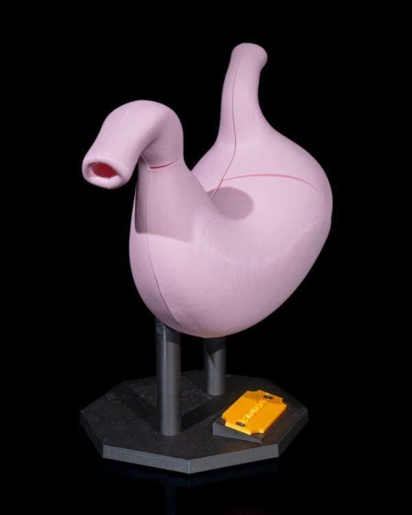 Stomach Anatomical Model - Image 4