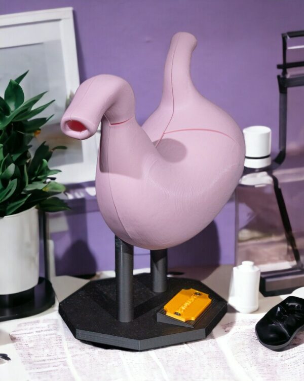 Stomach Anatomical Model - Image 3
