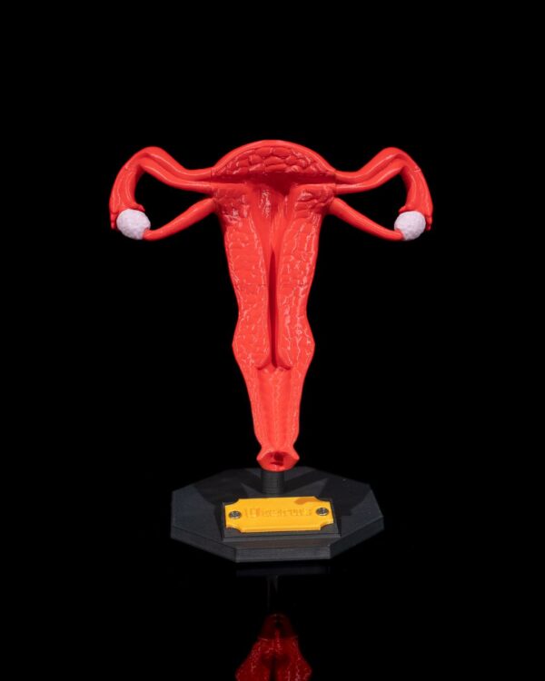 Uterus 3D Model