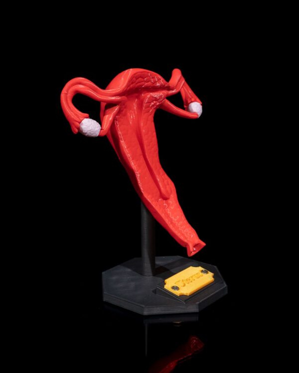 Uterus 3D Model - Image 2